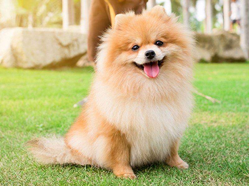 Thú cưng như món quà 20/10 cho vợ giúp chăm sóc sức khỏe và tinh thần