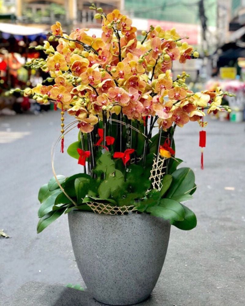 Lan hồ điệp cam thường được chưng Tết với ý nghĩa may mắn, thịnh vượng