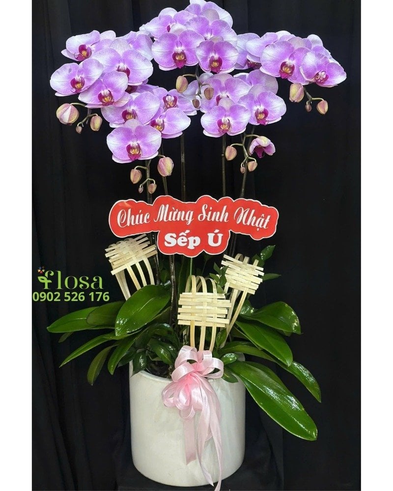 Chậu lan hồ điệp 5 tầng dùng để làm quà tặng trong dịp sinh nhật, lễ tết