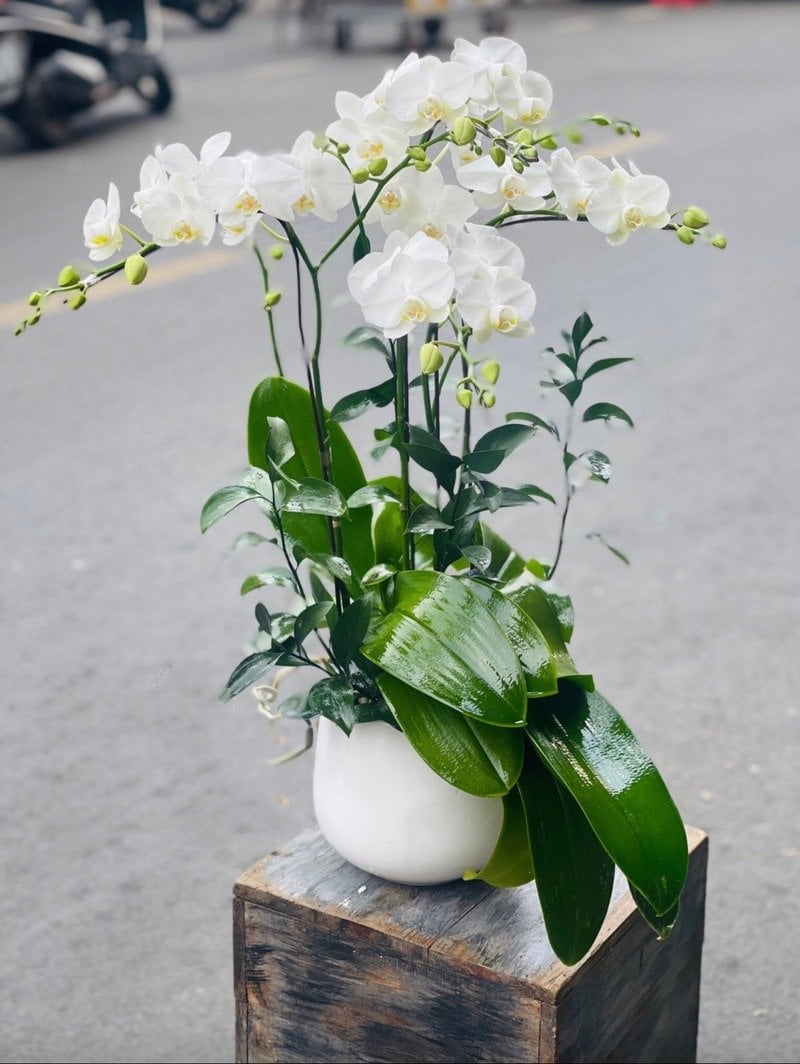 Lan hồ điệp màu trắng thanh tao, thuần khiết