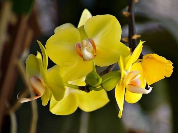 Hoa lan hồ điệp vàng rất phù hợp với người mệnh Thổ và mệnh Kim