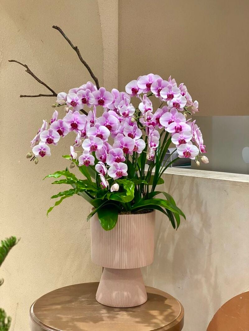 Hoa lan hồ điệp tím lưỡi đỏ đẹp, sang