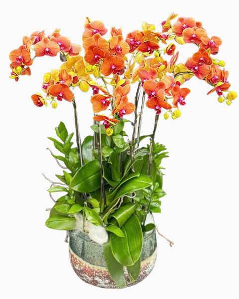 Lan Hồ Điệp: Chậu Lan Hồ Điệp Thuần Túy - LHĐ203