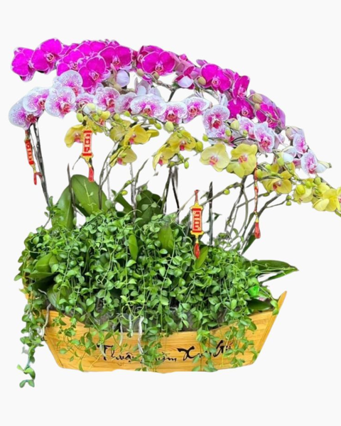 Lan Hồ Điệp: Chiếc Thuyền Lan Hồ Điệp - LHĐ107