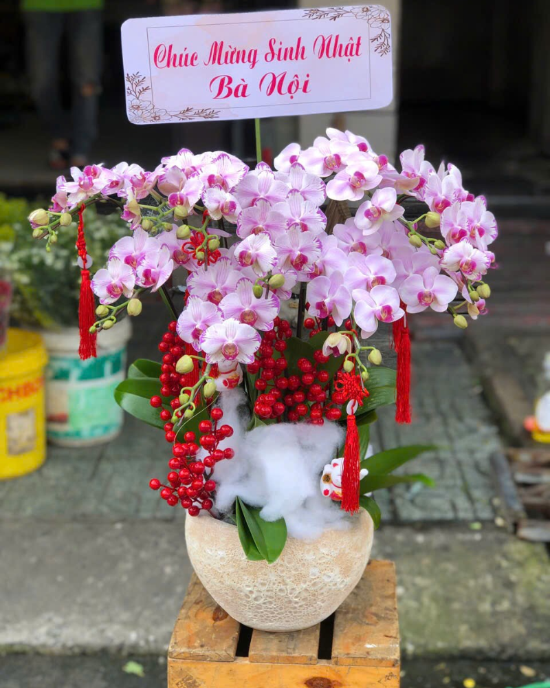  Chậu Lan Hồ Điệp Hồng Phát - LHĐ143 