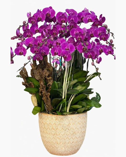Lan Hồ Điệp: Chậu Lan Hồ Điệp An Khang  - LHĐ136