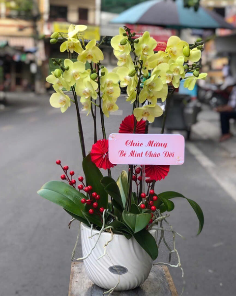 Lan Hồ Điệp: Chậu Lan Hồ Điệp Viên Mãn - LHĐ144