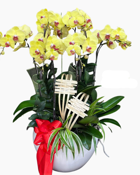 Lan Hồ Điệp: Chậu Lan Hồ Điệp Sắc Vàng-LHĐ124