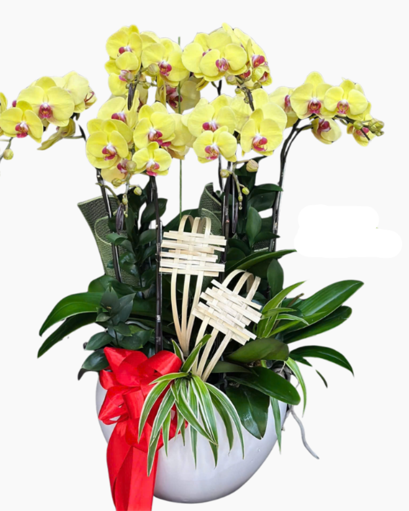  Chậu Lan Hồ Điệp Sắc Vàng-LHĐ124 