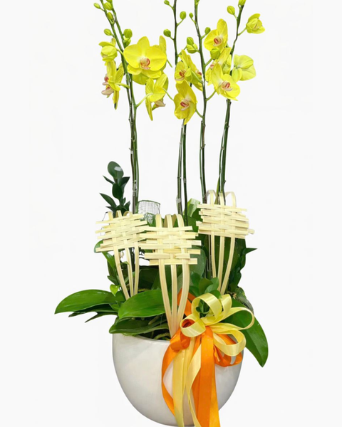 Lan Hồ Điệp: Chậu Lan Hồ Điệp Vàng Phát - LHĐ129