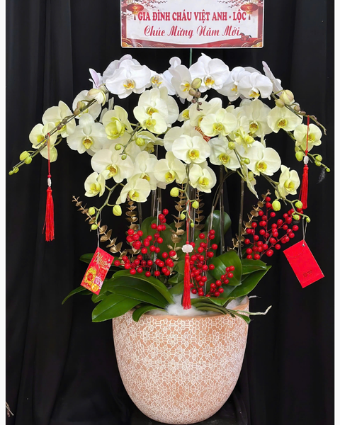 Lan Hồ Điệp: Chậu Lan Hồ Điệp Hòa Ca  - LHĐ187