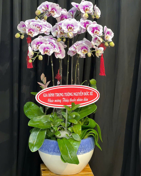 Lan Hồ Điệp: Chậu Lan Hồ Điệp Thịnh Vượng - LHĐ145