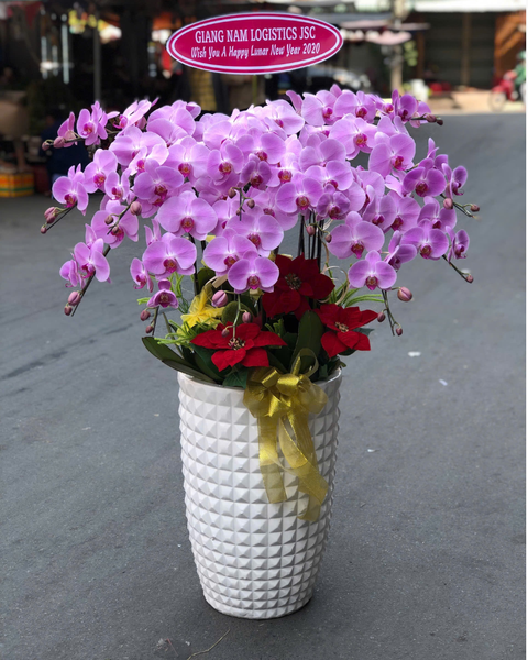 Lan Hồ Điệp: Chậu Lan Hồ Điệp Phú An - LHĐ161