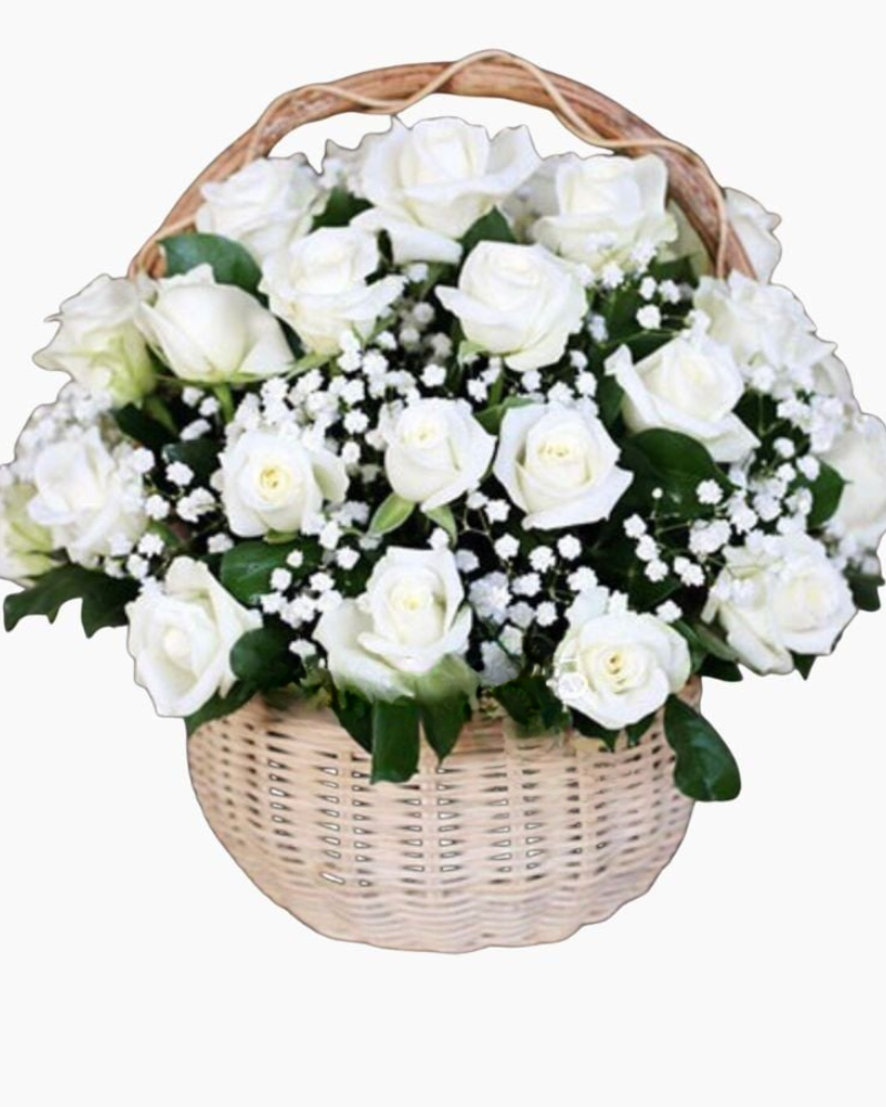  Rose White - GHV07 