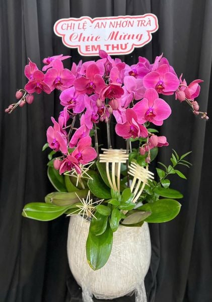Lan Hồ Điệp: Chậu Lan Hồ Điệp Thiên Phúc - LHĐ198