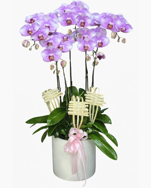 Lan Hồ Điệp: Chậu Lan Hồ Điệp Tím Mơ - LHĐ128
