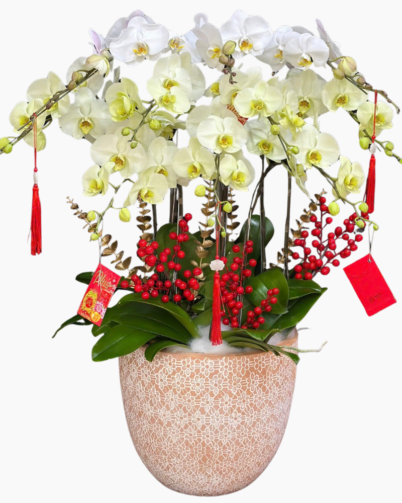  Chậu Lan Hồ Điệp Hòa Ca  - LHĐ187 