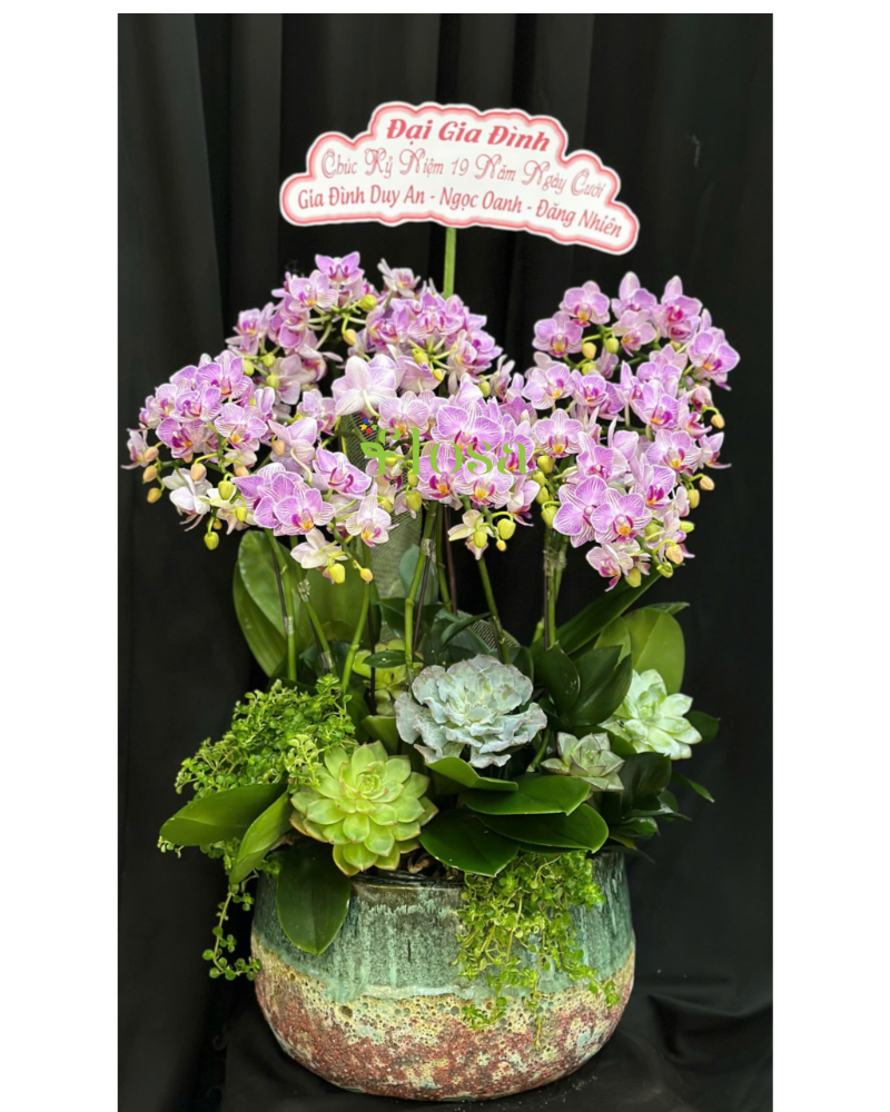  Chậu Lan Hồ Điệp Duyên Dáng-LHĐ125 