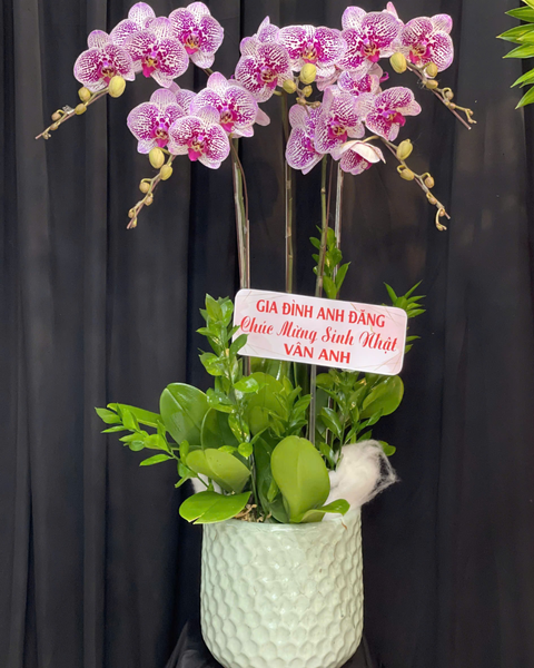 Lan Hồ Điệp: Chậu Lan Hồ Điệp Tân Niên - LHĐ147