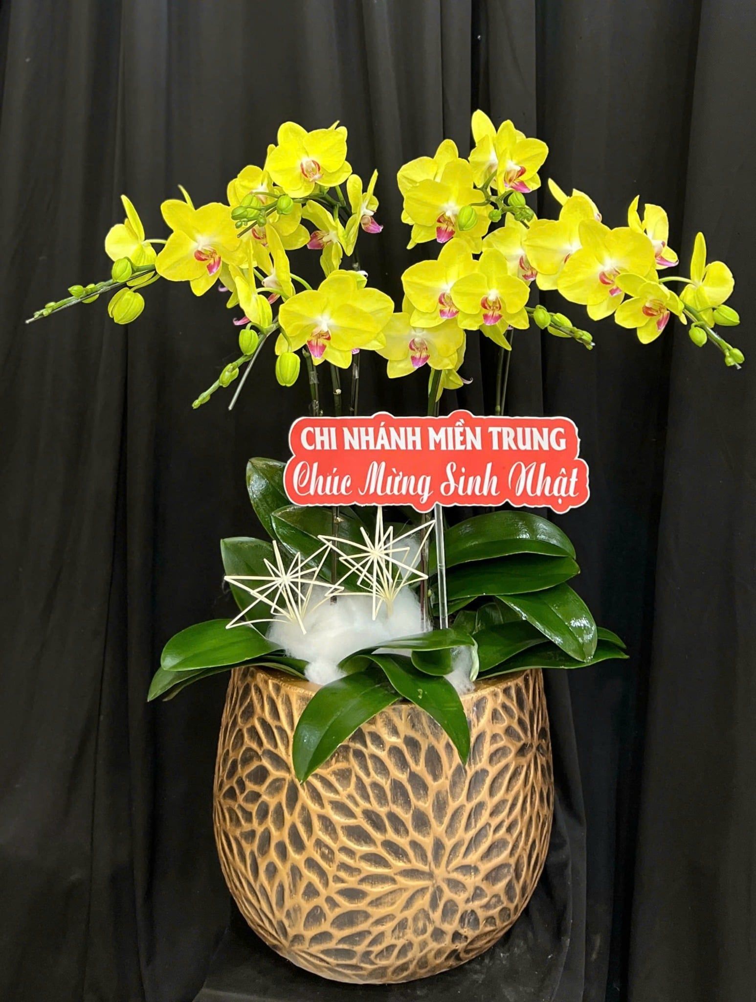  Chậu Lan Hồ Điệp Tinh Túy - LHĐ204 