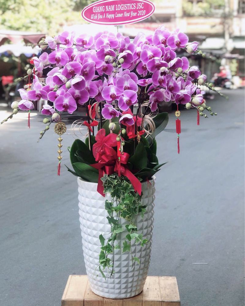  Chậu Lan Hồ Điệp Xuân An - LHĐ163 