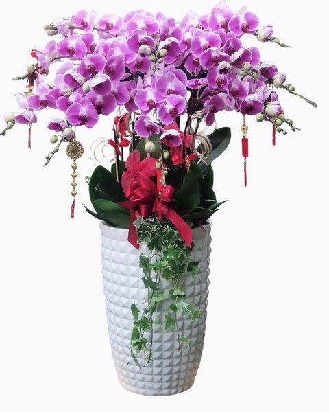 Lan Hồ Điệp: Chậu Lan Hồ Điệp Xuân An - LHĐ163