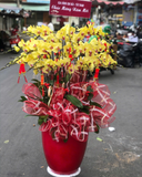  Chậu Lan Hồ Điệp Vượng Gia - LHĐ164 