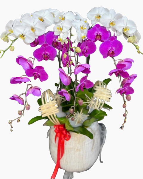 Lan Hồ Điệp: Chậu Lan Hồ Điệp Tinh Anh - LHĐ199