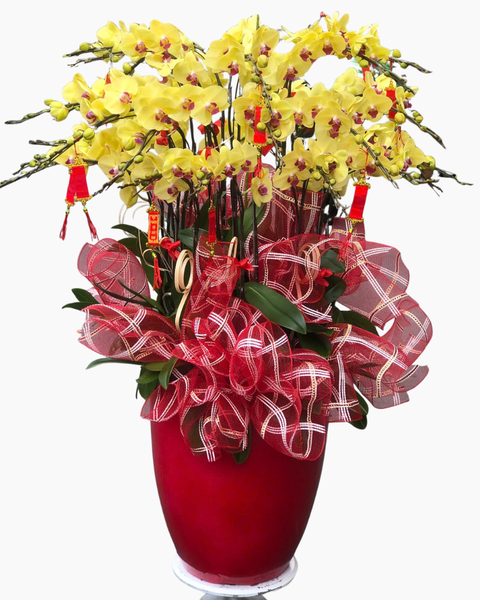 Lan Hồ Điệp: Chậu Lan Hồ Điệp Vượng Gia - LHĐ164