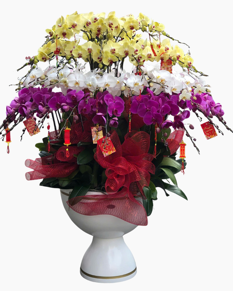 Lan Hồ Điệp: Chậu Lan Hồ Điệp An Khang - LHĐ165