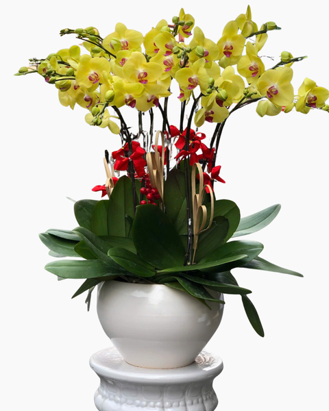 Lan Hồ Điệp: Chậu Lan Hồ Điệp Gia Hưng - LHĐ167