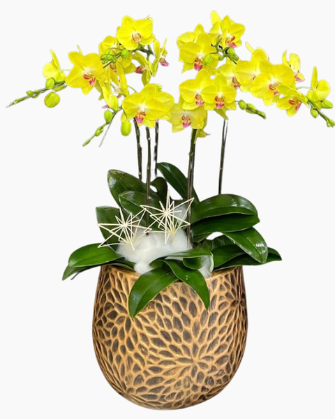 Lan Hồ Điệp: Chậu Lan Hồ Điệp Tinh Túy - LHĐ204