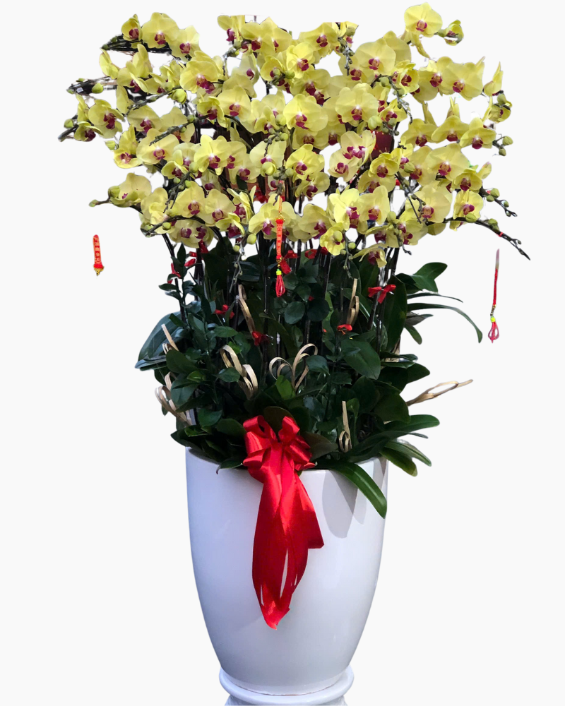  Chậu Lan Hồ Điệp Ngọc Xuân - LHĐ168 