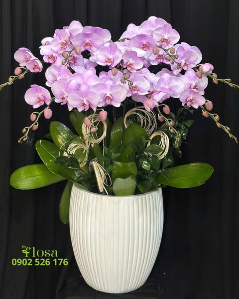 Lan Hồ Điệp: Chậu Lan Hồ Điệp Duyên Nữ - LHĐ131