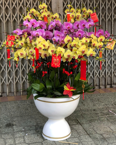 Lan Hồ Điệp: Chậu Lan Hồ Điệp Cát Tường - LHĐ169