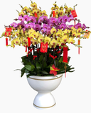  Chậu Lan Hồ Điệp Cát Tường - LHĐ169 