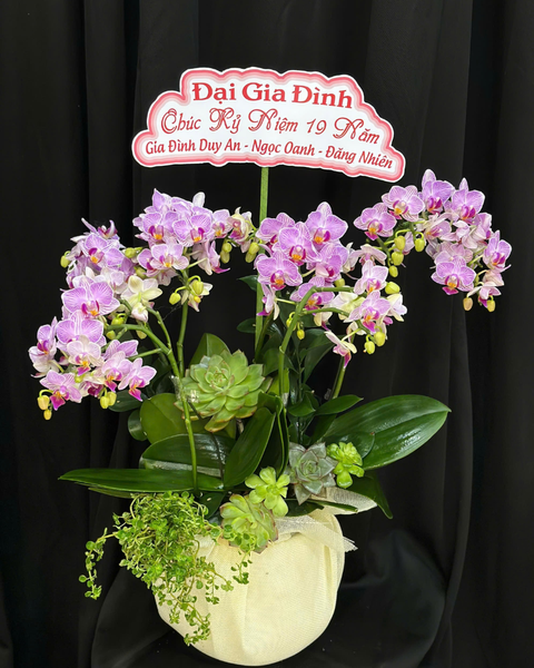 Lan Hồ Điệp: Chậu Lan Hồ Điệp Kiều Diễm-LHĐ119