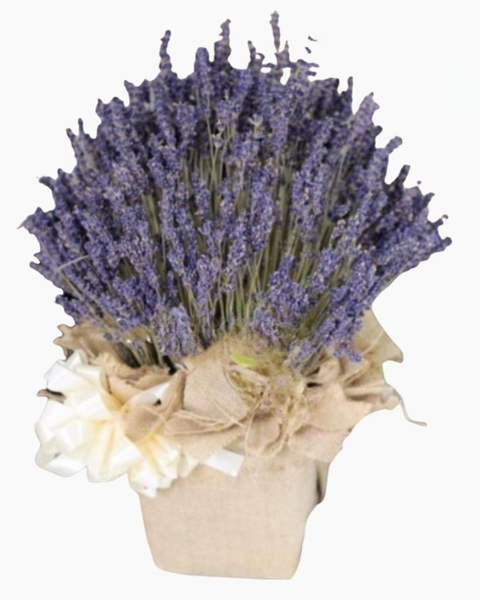 Hoa Lavender: Hộp Hoa Lavender - LVD02