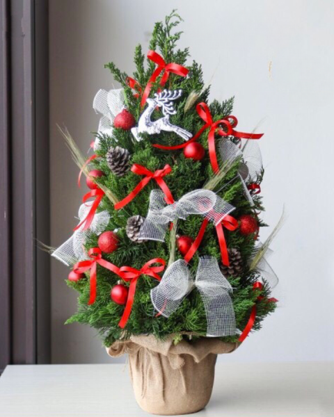Hoa Giáng Sinh: Cây Thông Noel Jingle Bell Pine - HGS11 - Giáng Sinh Ấm Áp