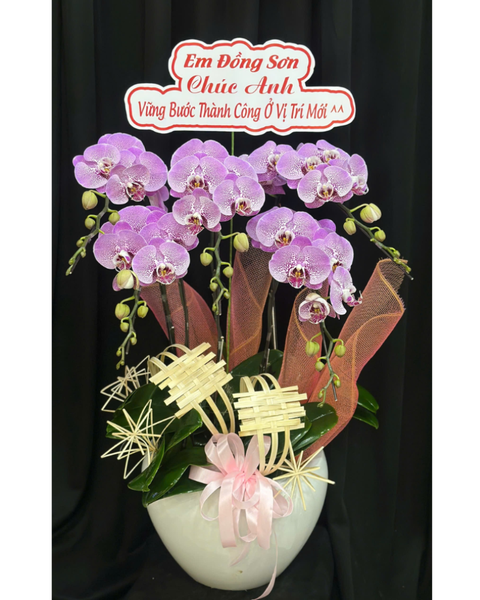 Lan Hồ Điệp: Chậu Lan Hồ Điệp Thăng Hoa-LHĐ117