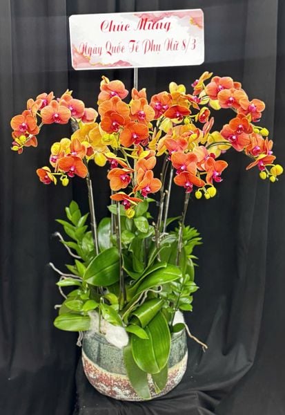 Lan Hồ Điệp: Chậu Lan Hồ Điệp Thuần Túy - LHĐ203