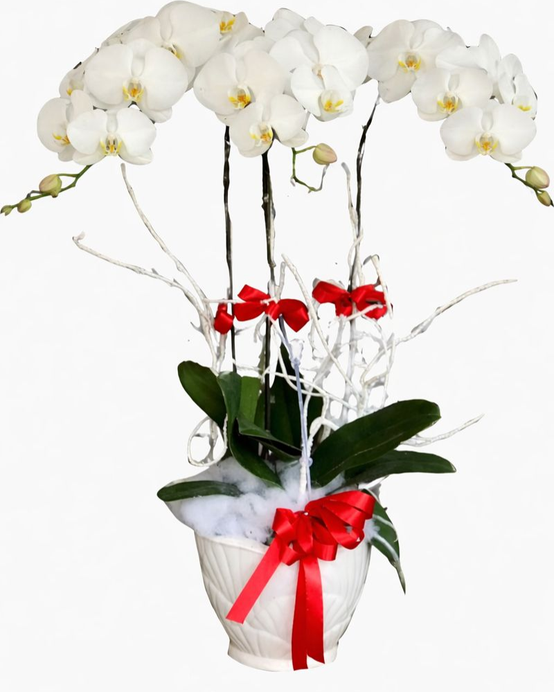 Chậu Hoa Lan Hồ Điệp Trắng - LHĐ52