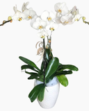  Chậu Hoa Lan Hồ Điệp Đẹp - LHĐ53 