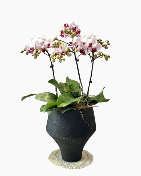 Lan Hồ Điệp: Chậu Lan Hồ Điệp Bạch Hồng An Phúc - LHD236