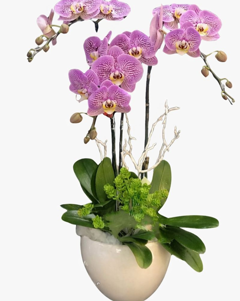 Lan Hồ Điệp: Chậu Hoa Lan Hồ Điệp Hồng Đột Biến - LHĐ51