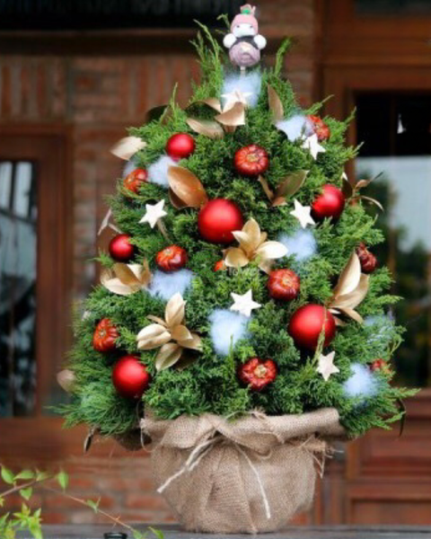 Hoa Giáng Sinh: Cây Thông Noel Joyful Pine - HGS08 - Giáng Sinh Bình An