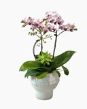  Chậu Lan Hồ Điệp Hồng Ngọc Thanh An - LHD238 