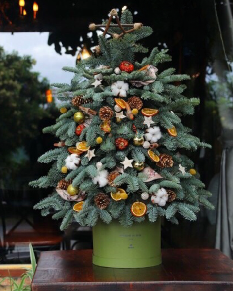 Hoa Giáng Sinh: Cây Thông Noel Evergreen - HGS06 - Giáng Sinh An Lành