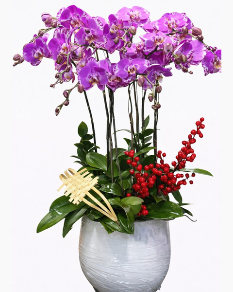 Lan Hồ Điệp: Chậu Hoa Lan Hồ Điệp 9 Cành Hồng Đột Biến - LHĐ115