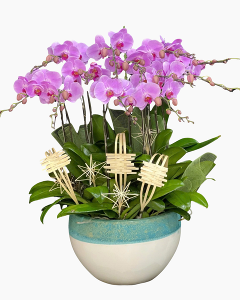 Lan Hồ Điệp: Chậu Lan Hồ Điệp Uyên Ương - LHĐ127